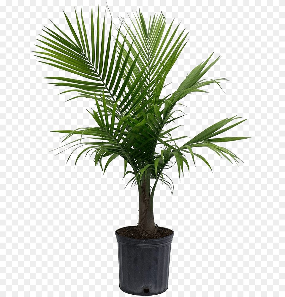 Palm Tree Leaf Transparent File Play Majesty Palm, Palm Tree, Plant Free Png