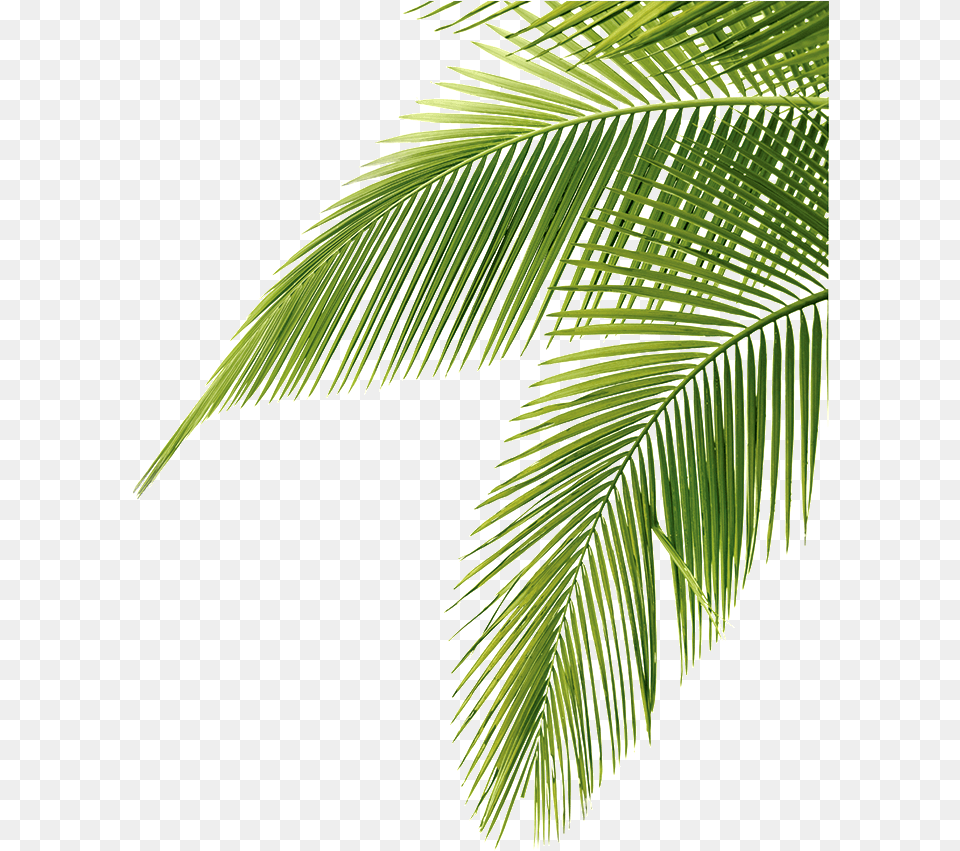 Palm Tree Leaves, Leaf, Palm Tree, Plant, Vegetation Free Png Download
