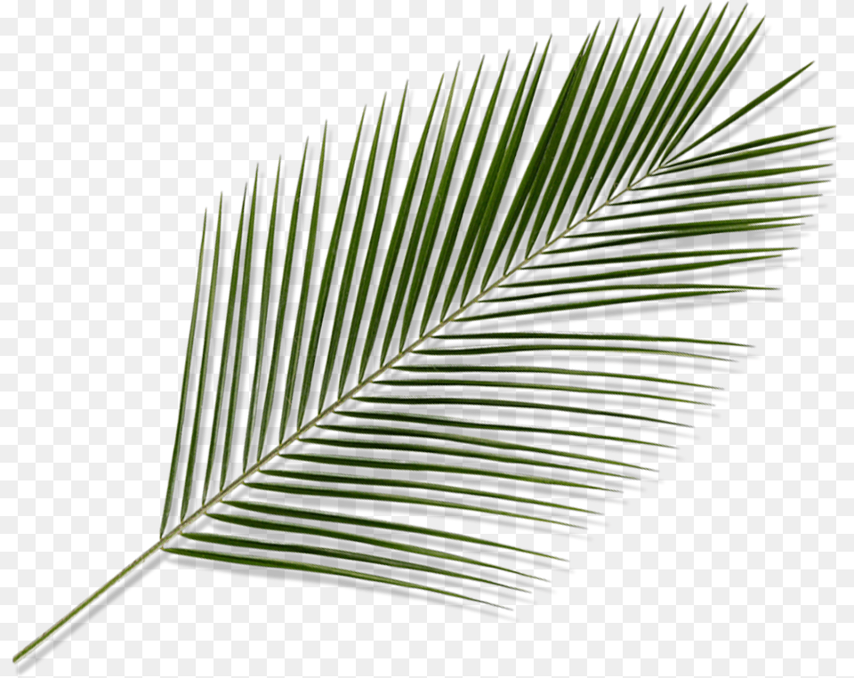 Palm Tree Leaves, Leaf, Plant, Palm Tree, Fern Free Png