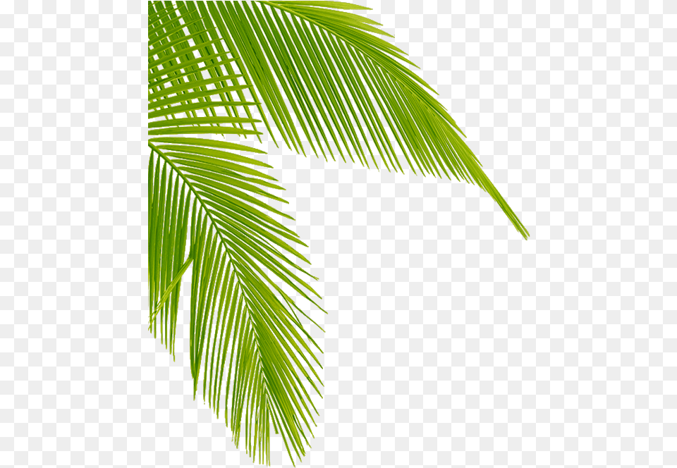 Palm Tree Leaves Clipart High Resolution Coconut Leaf, Vegetation, Plant, Green, Palm Tree Free Png Download