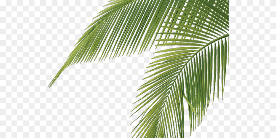 Palm Tree Leaves Palm Tree Leaves, Leaf, Palm Tree, Plant, Vegetation Free Png Download