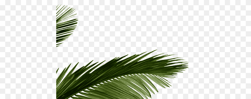 Palm Tree Leaves Tropical Leaf Transparent Transparent Tropical Leaves, Palm Tree, Plant, Green, Conifer Png