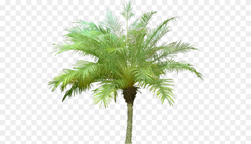 Palm Tree Meaning In Hindi, Leaf, Palm Tree, Plant, Fern Free Transparent Png