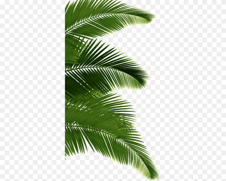 Palm Tree On The Left Sabal Minor, Fern, Green, Leaf, Palm Tree Free Png Download