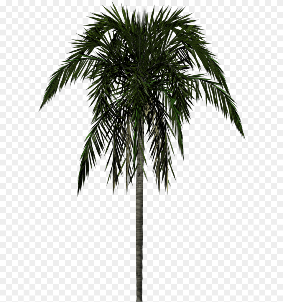 Palm Tree Palm Tree 2d, Palm Tree, Plant Free Png