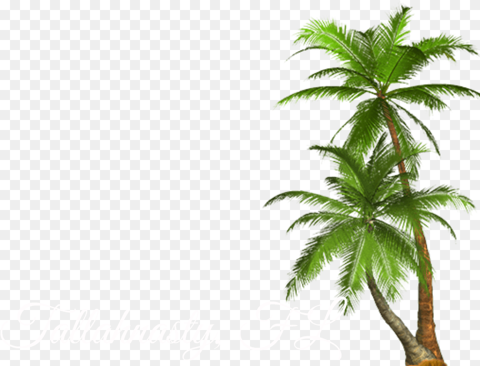 Palm Tree Palm Tree, Leaf, Palm Tree, Plant, Vegetation Png