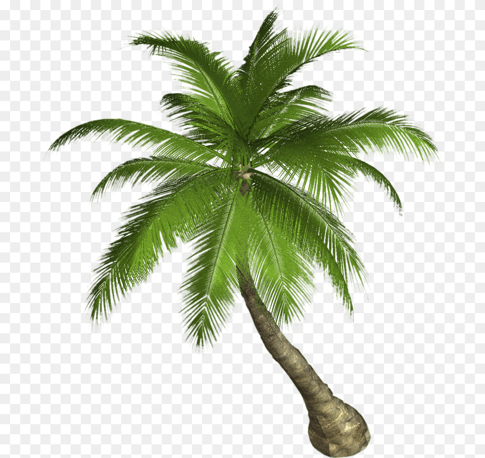 Palm Tree Palm Tree Hd, Palm Tree, Plant, Leaf Free Png Download