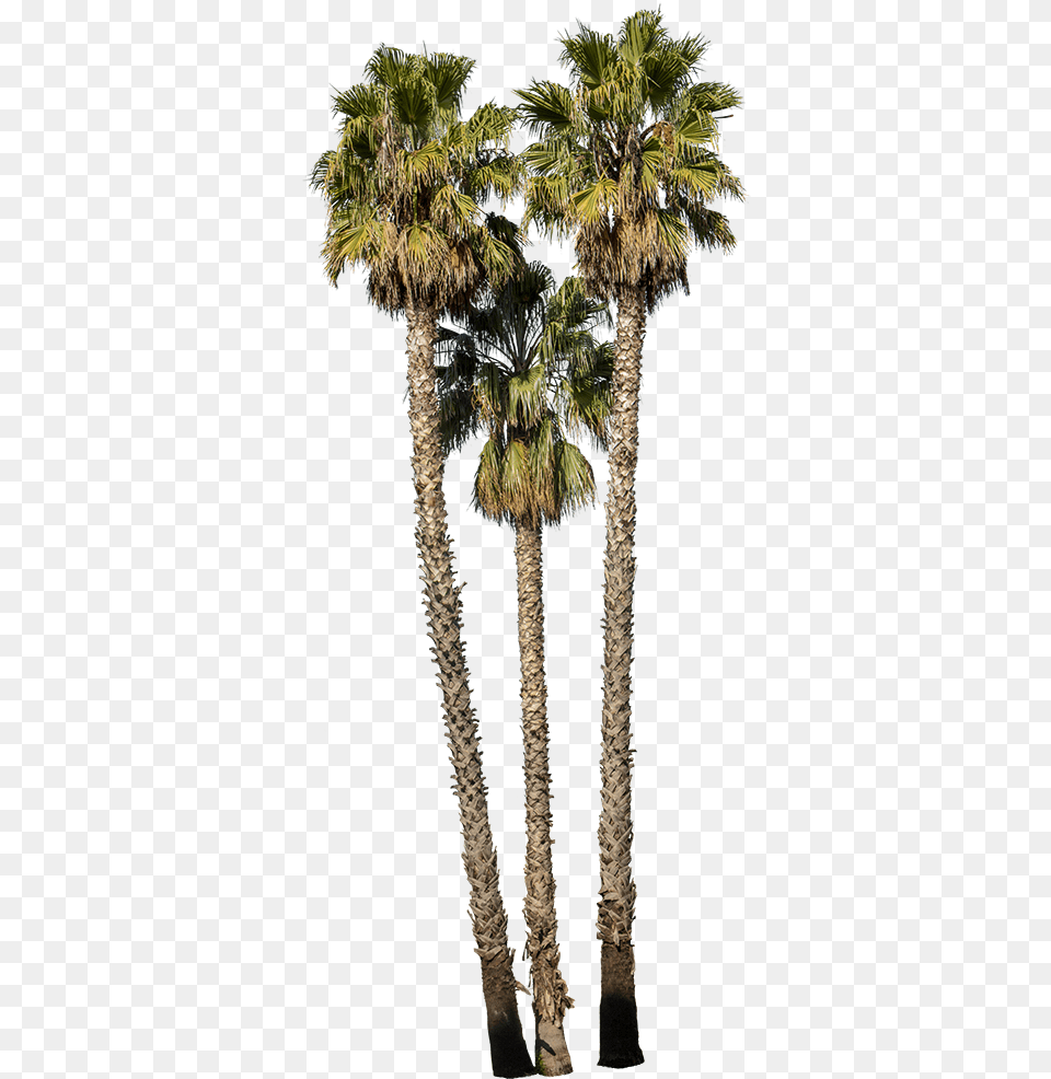 Palm Tree Palm Tree Washingtonia, Palm Tree, Plant Free Transparent Png