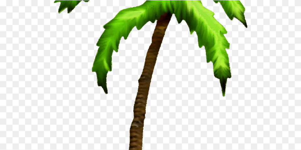 Palm Tree Palm Trees, Leaf, Palm Tree, Plant, Person Free Png Download