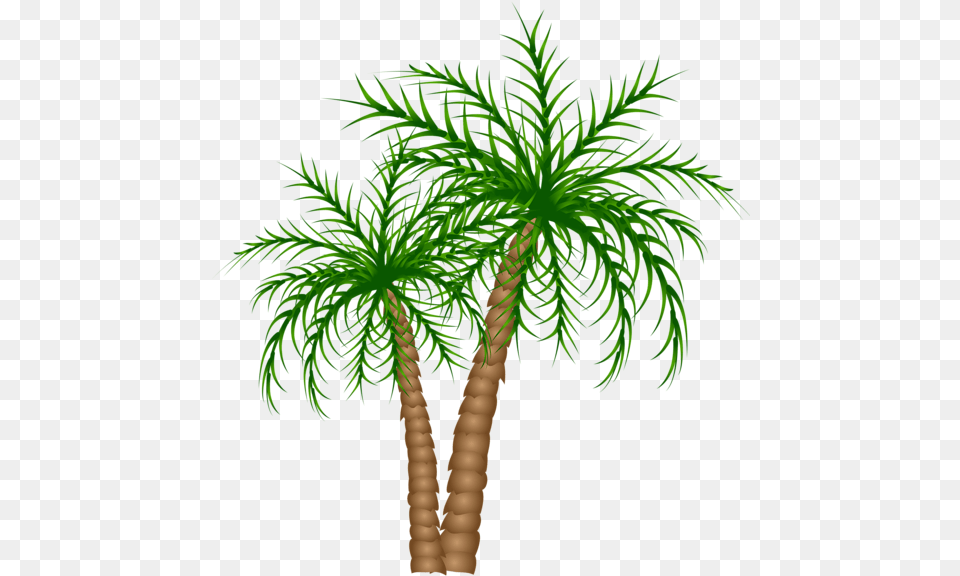 Palm Tree Palm Trees Picture Tree Tree Branches Dates Tree Clipart, Palm Tree, Plant Png