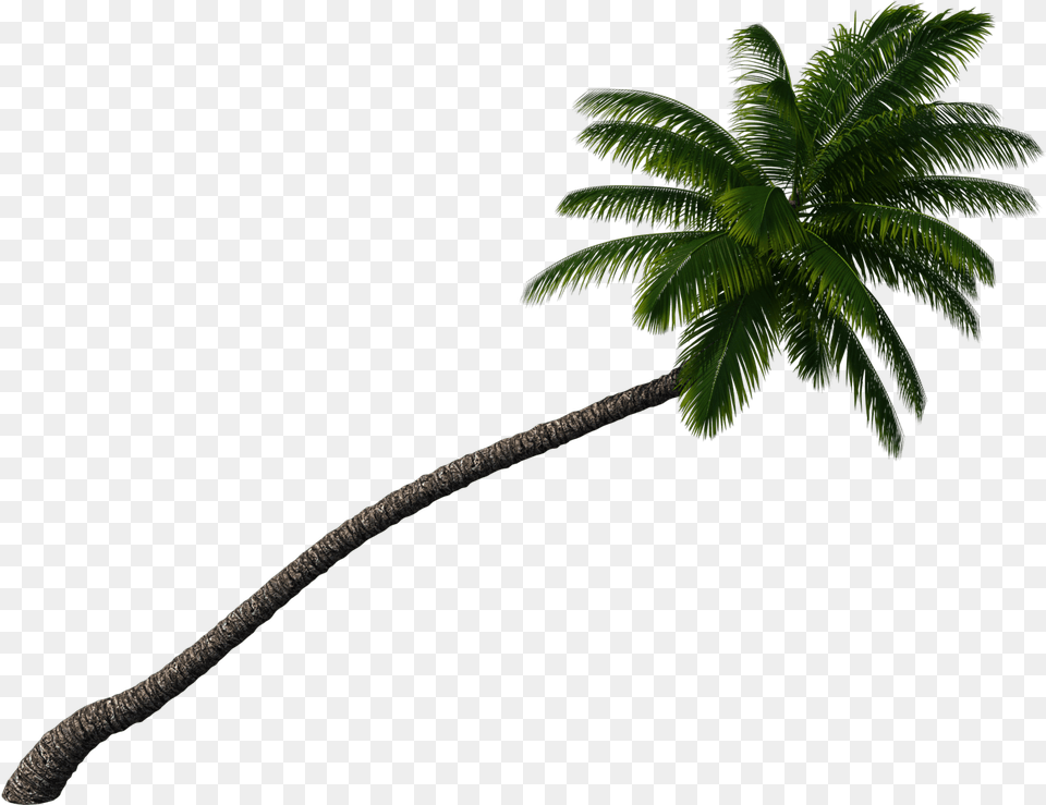 Palm Tree Palmtree Sticker By Madison Vertical, Leaf, Palm Tree, Plant, Vegetation Png