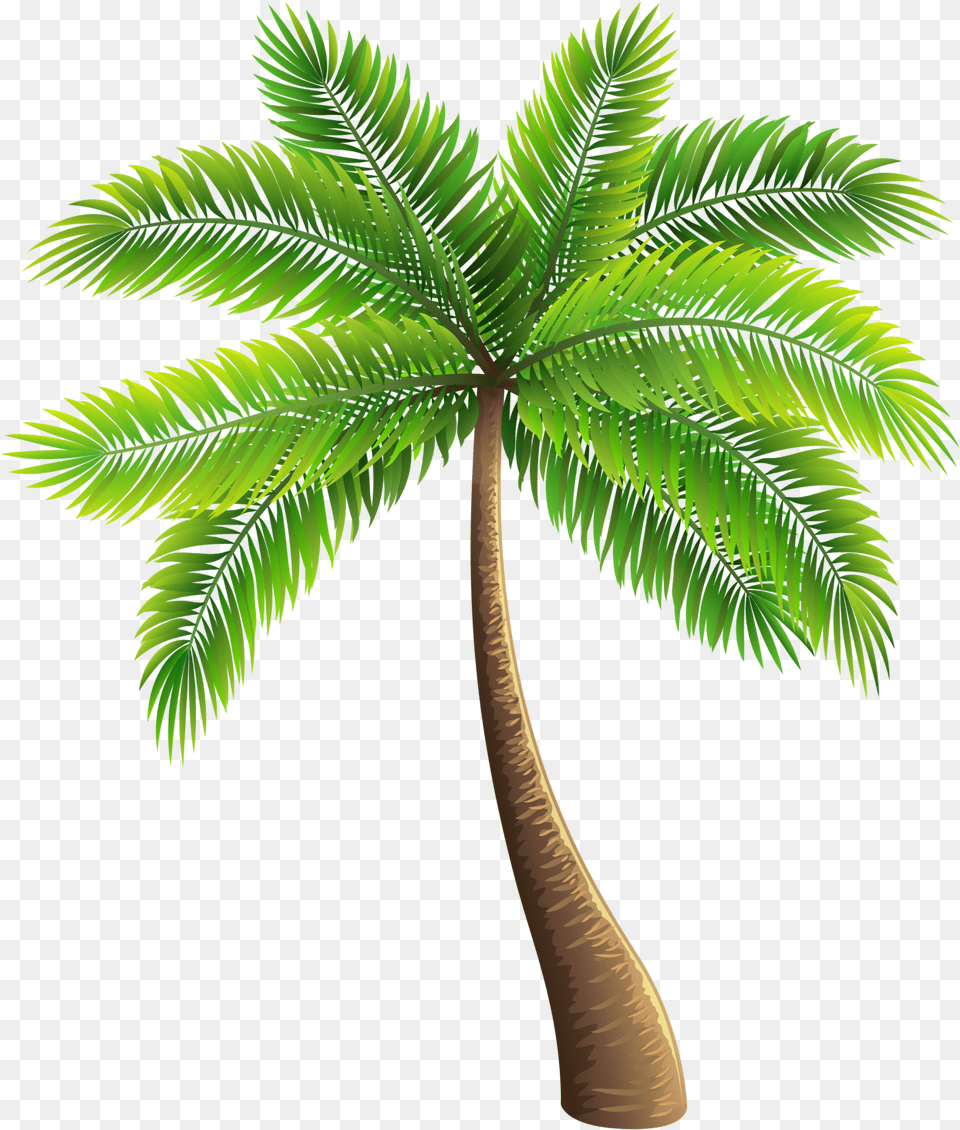 Palm Tree Photo Palm Trees, Palm Tree, Plant, Leaf Png