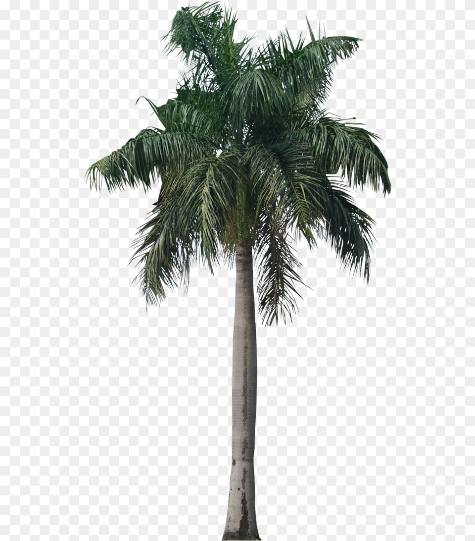Palm Tree Photo Royal Palm, Palm Tree, Plant Png