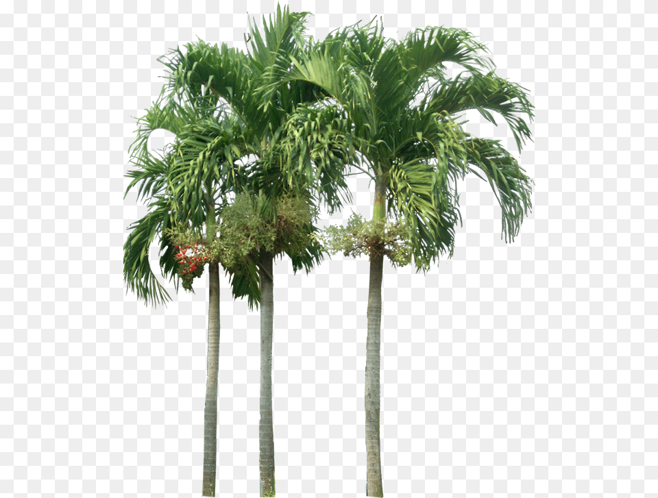 Palm Tree Photoshop, Palm Tree, Plant, Leaf Png