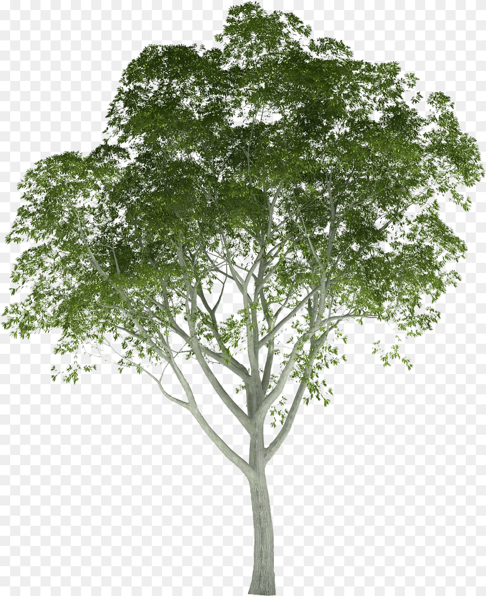 Palm Tree Photoshop Trees Rendering, Oak, Plant, Sycamore, Tree Trunk Free Png