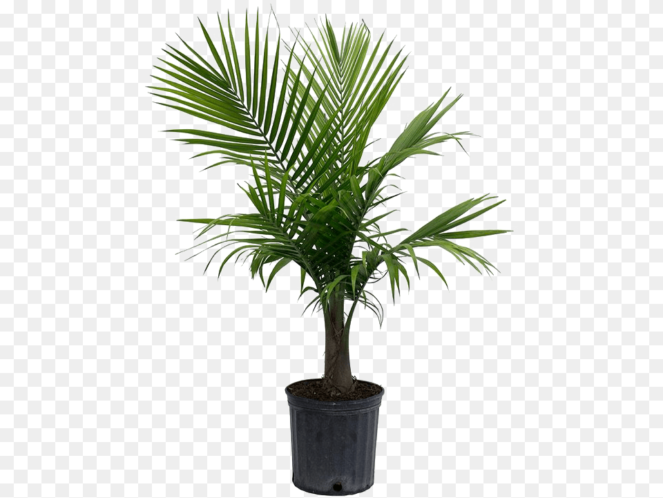 Palm Tree Picture Palm Plant, Leaf, Palm Tree Free Transparent Png
