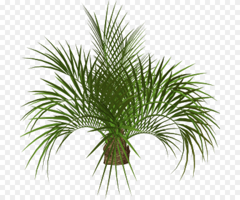 Palm Tree Plan Flower Tree Hd, Palm Tree, Plant, Potted Plant, Vegetation Free Transparent Png