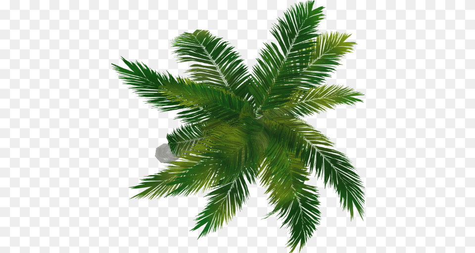 Palm Tree Plan View Transparent U0026 Clipart Free Download Palm Tree Top View, Fern, Green, Leaf, Palm Tree Png Image