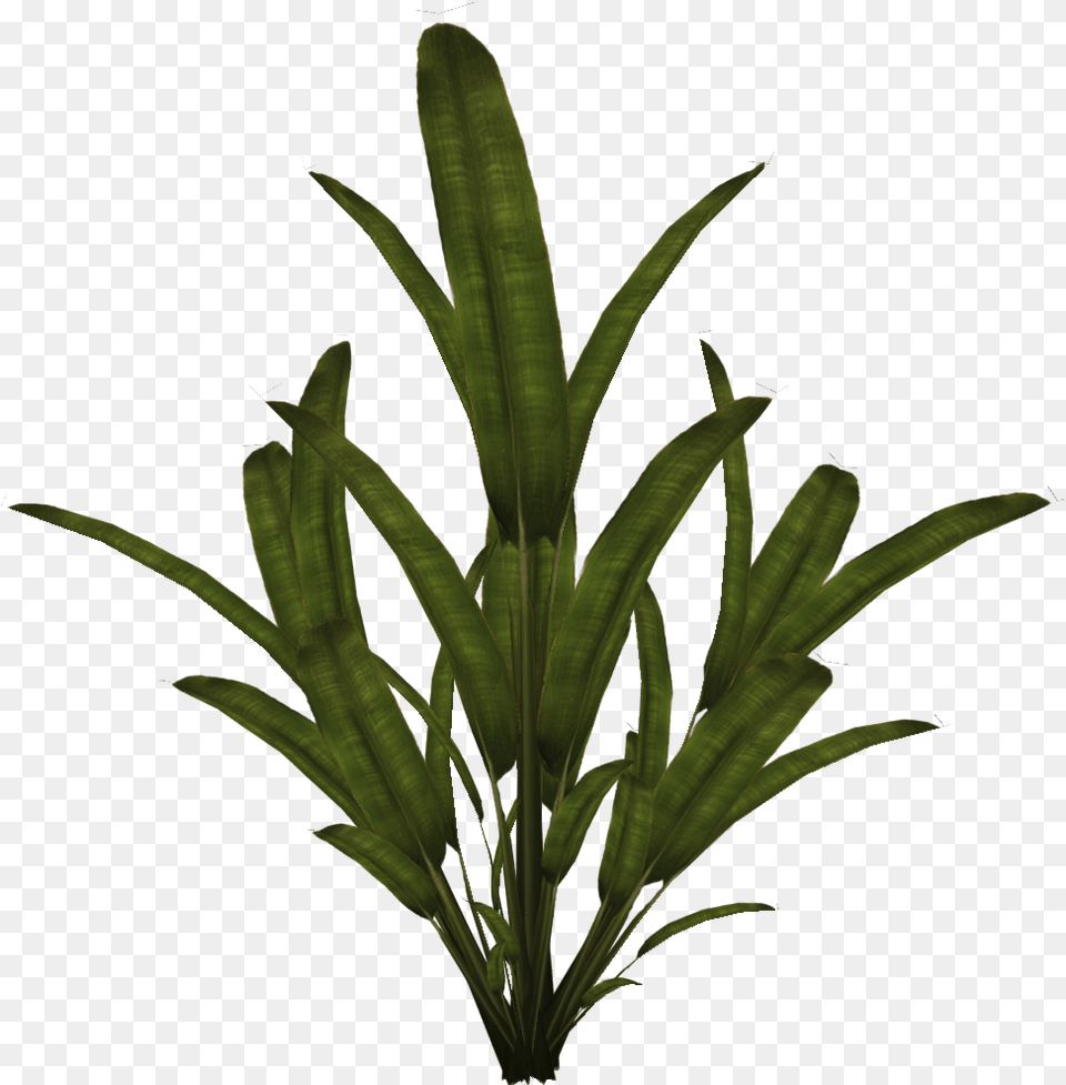 Palm Tree Plants 2d, Leaf, Plant, Fern, Flower Free Png
