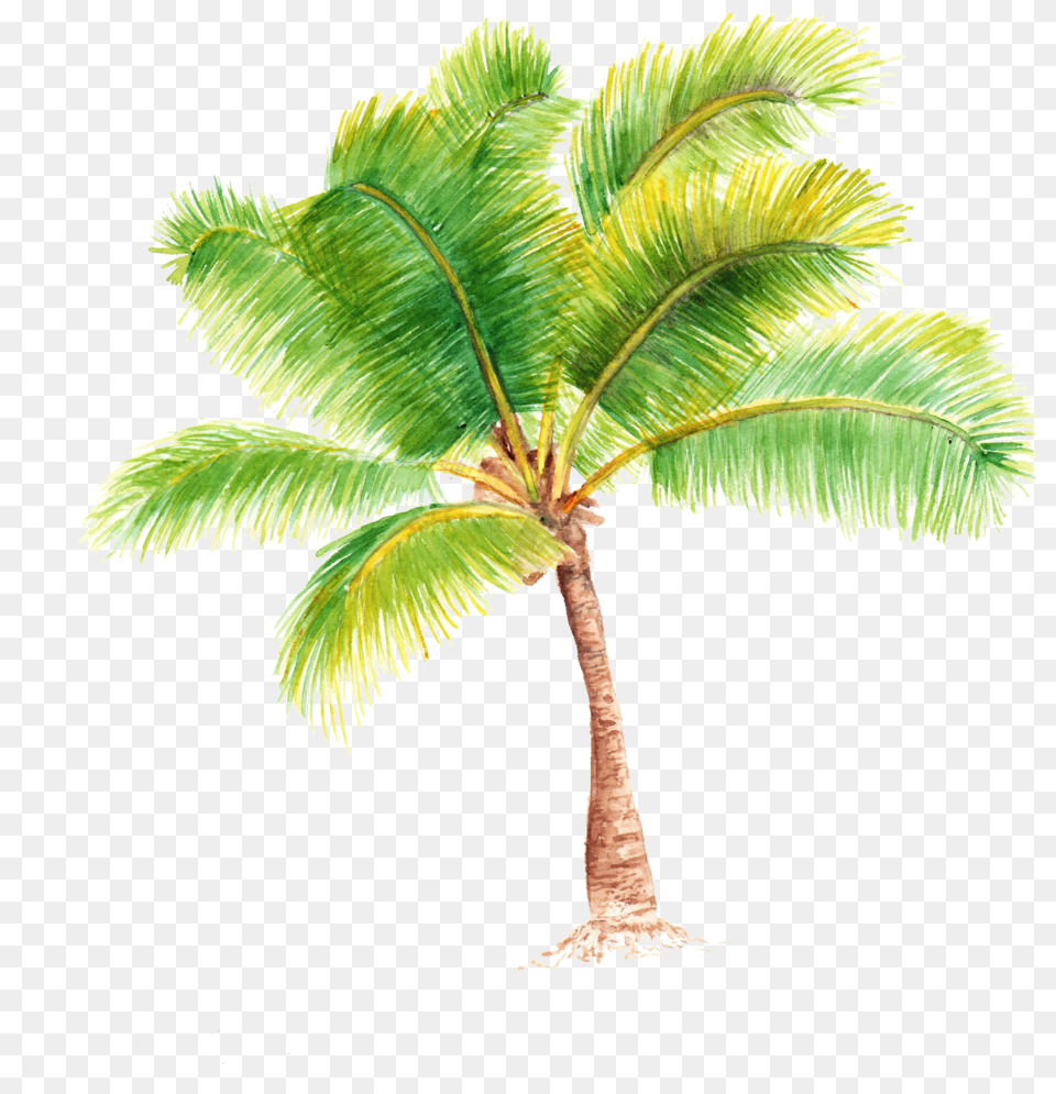 Palm Tree Portable Network Graphics, Leaf, Palm Tree, Plant Png