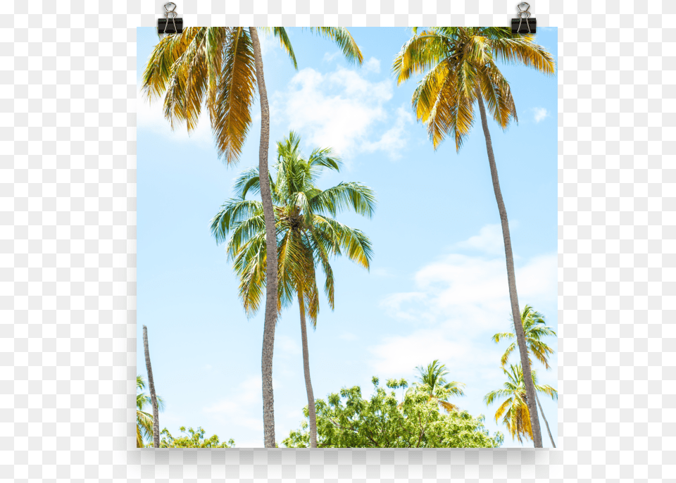 Palm Tree Print Vacation, Nature, Outdoors, Palm Tree, Plant Png Image