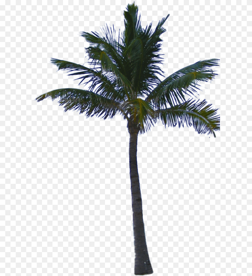 Palm Tree Psd Palm Tree File, Palm Tree, Plant Png Image