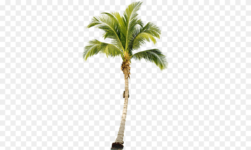 Palm Tree Real Palm Tree, Palm Tree, Plant, Leaf Free Png