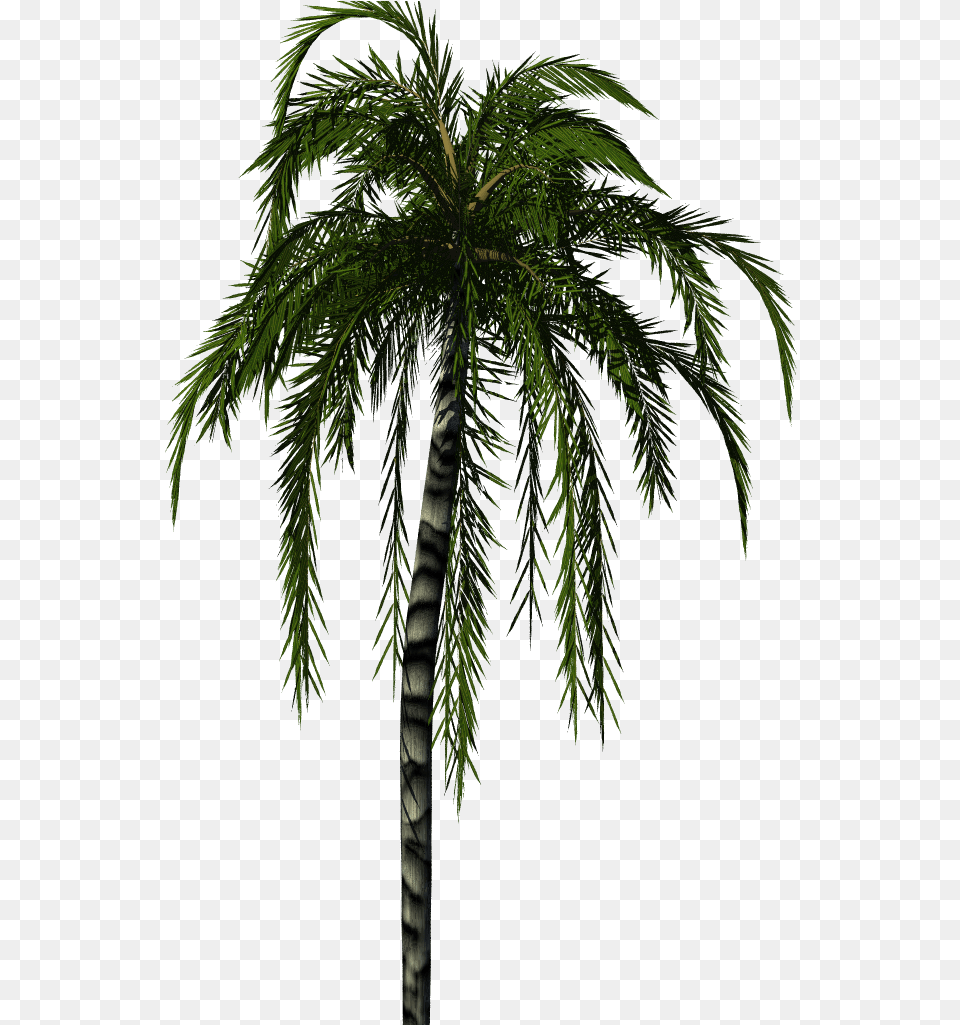 Palm Tree Render, Palm Tree, Plant, Leaf, Fern Free Png Download