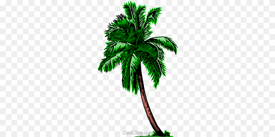 Palm Tree Royalty Vector Clip Art Illustration, Palm Tree, Plant Free Transparent Png