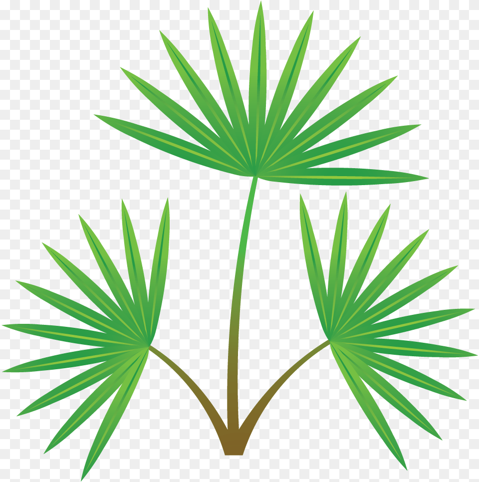 Palm Tree Section, Leaf, Plant, Palm Tree Png Image