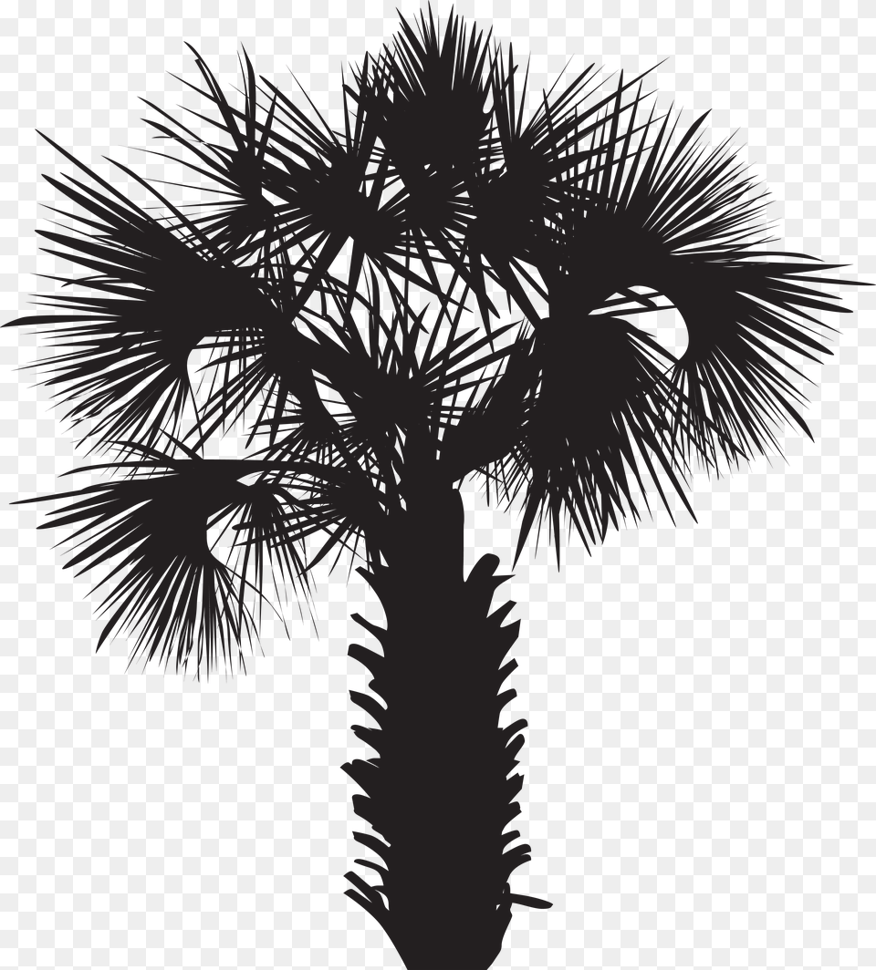 Palm Tree Silhouette, Palm Tree, Plant Png