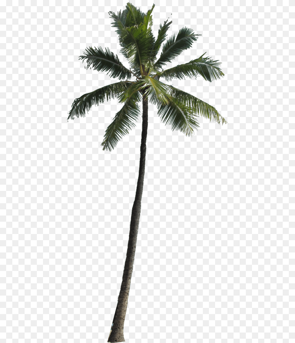 Palm Tree Silhouette Clipart No Background Clipart Transparent Background Palm Tree, Leaf, Palm Tree, Plant, Food Free Png