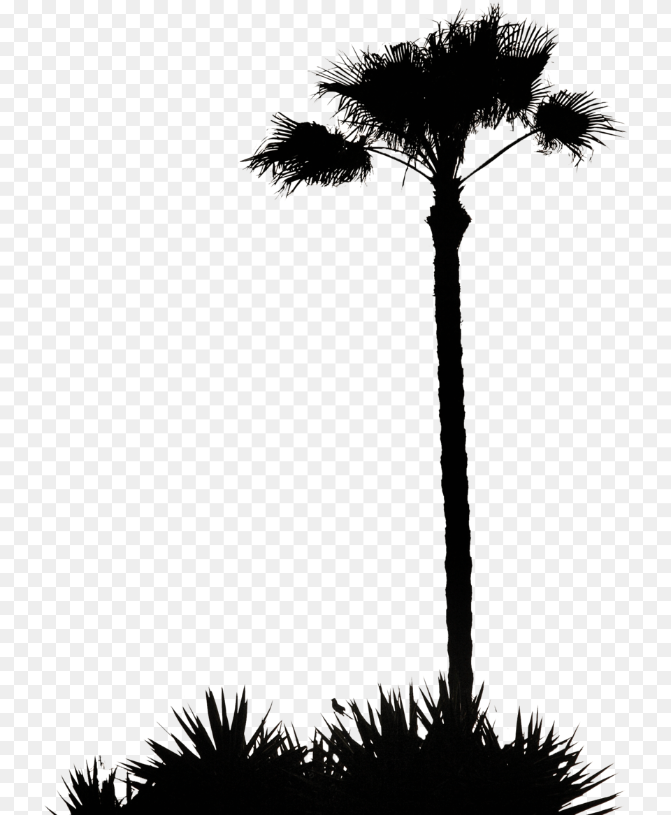 Palm Tree Silhouette Pre Cut By Photographyflower Palm Tree Silhouette, Fireworks, Plant Free Transparent Png