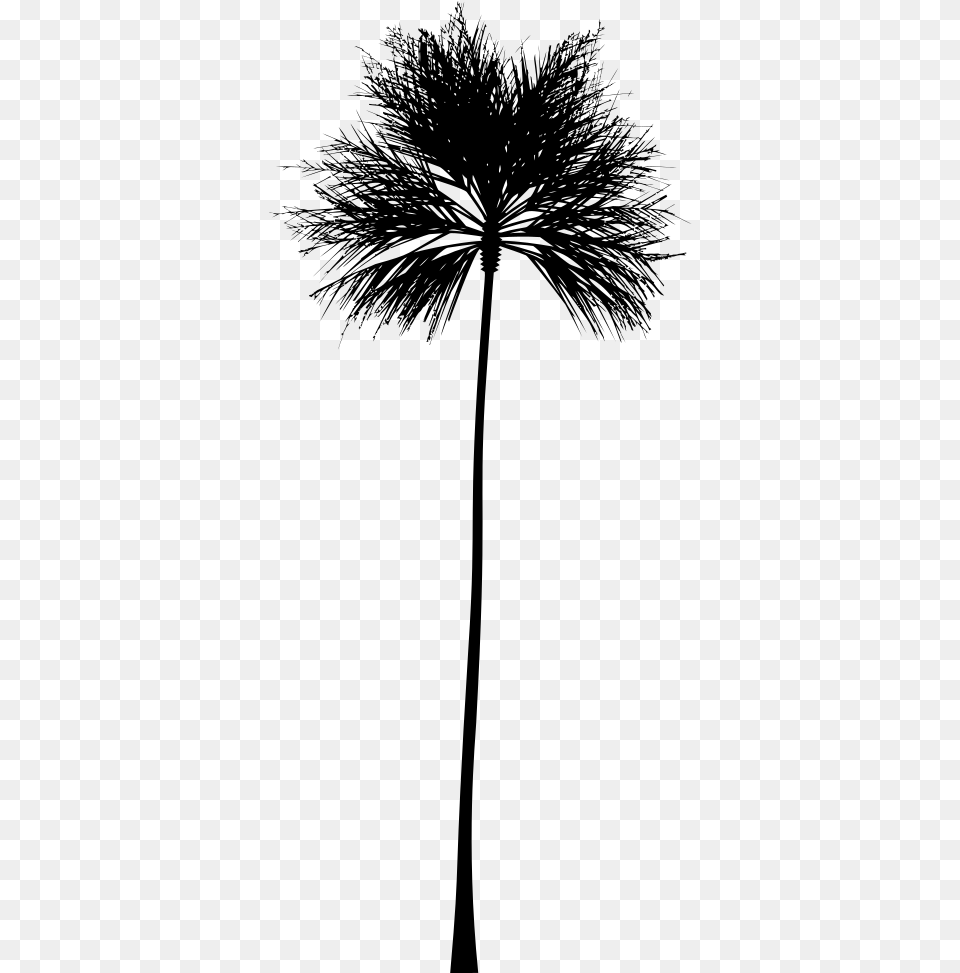 Palm Tree Silhouette Silhouette White Palm Tree, Gray Free Png Download