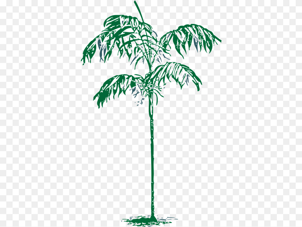 Palm Tree Sketch Palms, Vegetation, Plant, Palm Tree, Nature Png Image