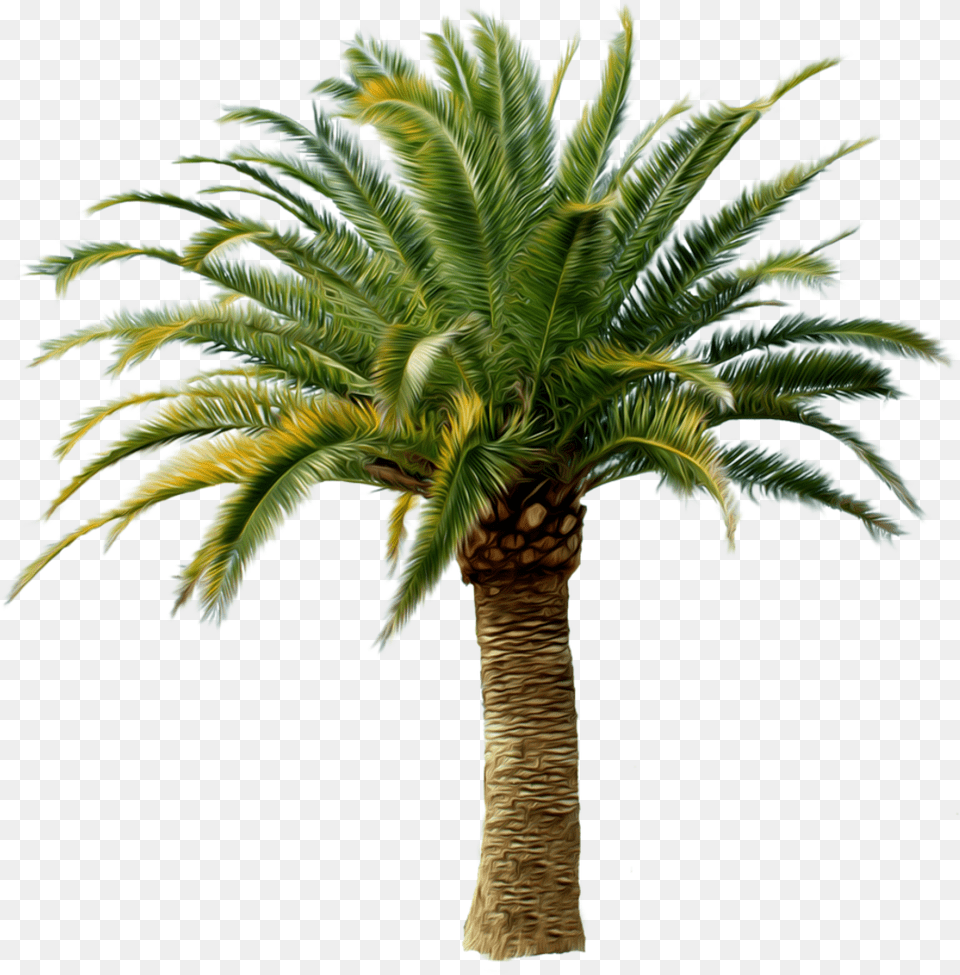 Palm Tree Small Palm Tree, Palm Tree, Plant Png Image