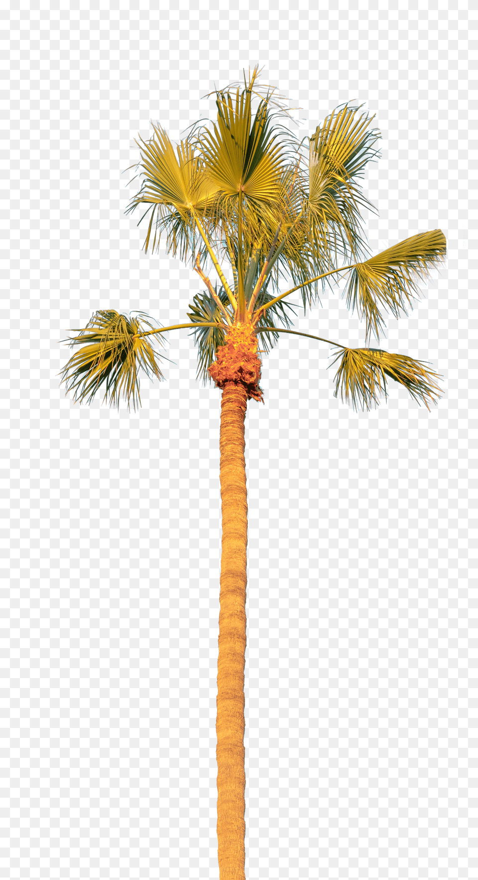 Palm Tree Solo Transparent Background Transparent Borassus Flabellifer Png Image