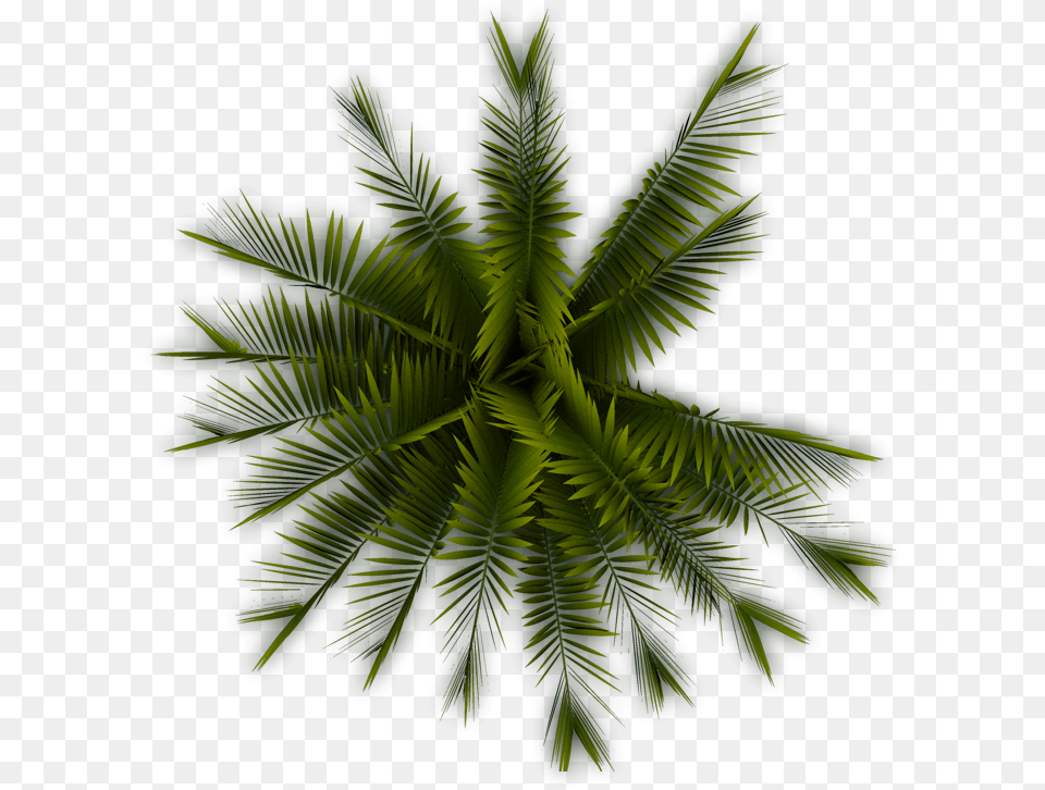 Palm Tree Top, Green, Leaf, Plant, Vegetation Png Image