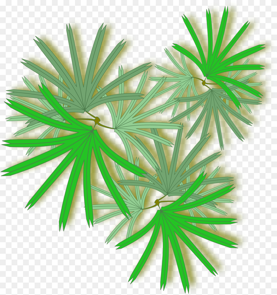 Palm Tree Top Palm Tree From The Top, Green, Plant, Art, Graphics Free Png