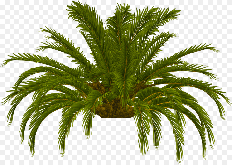 Palm Tree Top Photo Tru Palm Tree Top 16 Date Palm, Palm Tree, Plant, Fern, Leaf Free Png