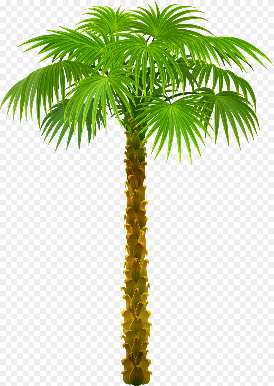 Palm Tree Top View, Palm Tree, Plant, Leaf Png