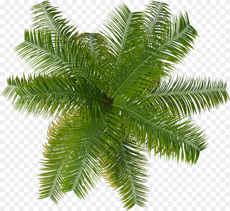 Palm Tree Top View, Fern, Leaf, Palm Tree, Plant Free Png