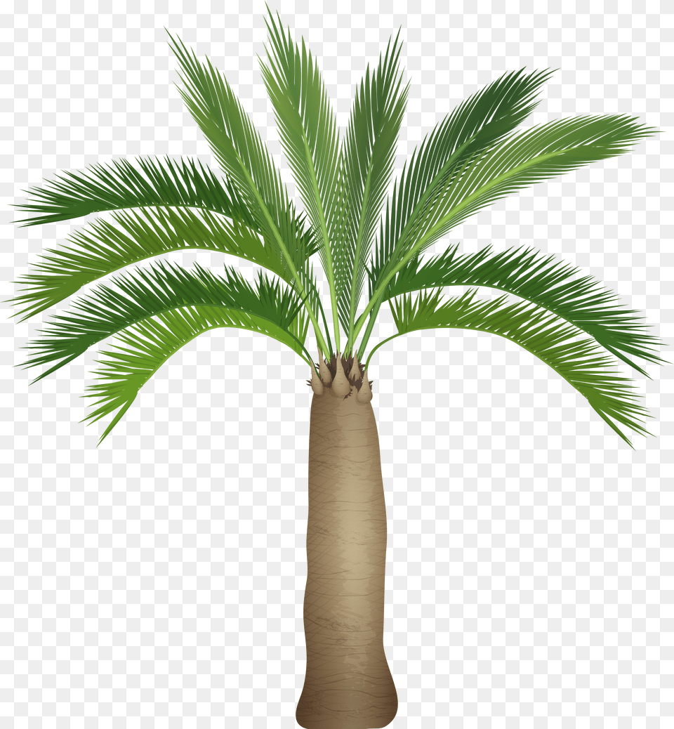 Palm Tree Top View Free Transparent Png
