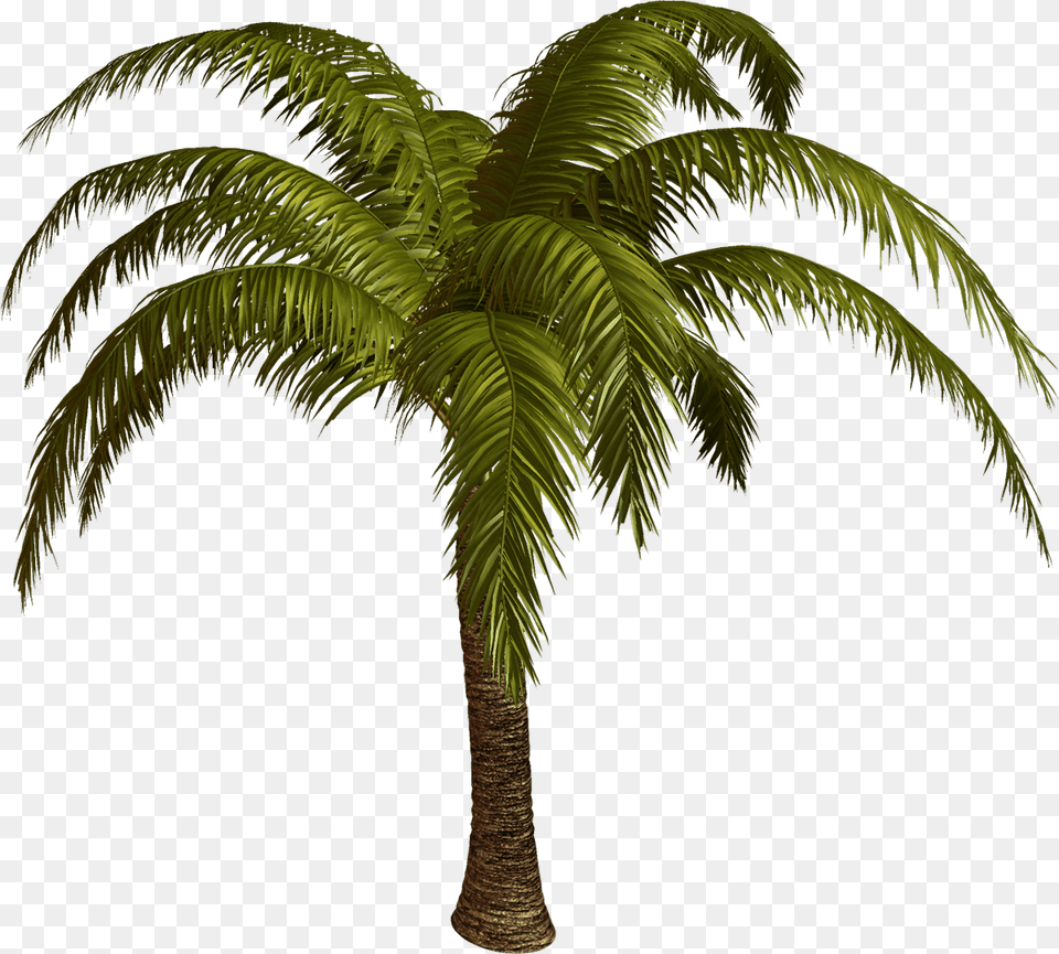 Palm Tree Top View Palmier, Palm Tree, Plant Free Transparent Png