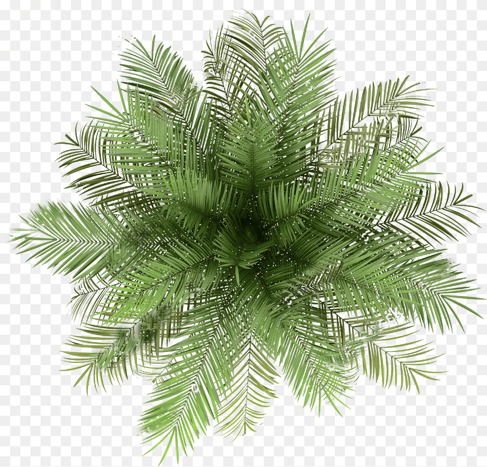 Palm Tree Top View Plants Top View, Leaf, Palm Tree, Plant, Fern Free Transparent Png