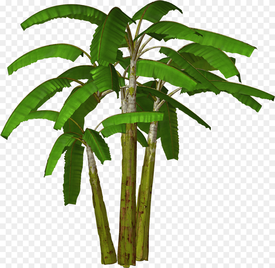 Palm Tree Transparent Background Icons And Banana Tree, Plant, Food, Fruit, Produce Free Png Download