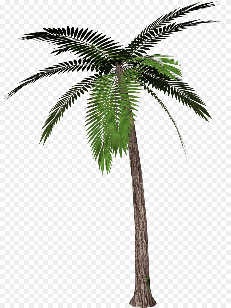 Palm Tree Transparent Background, Palm Tree, Plant, Fern Png