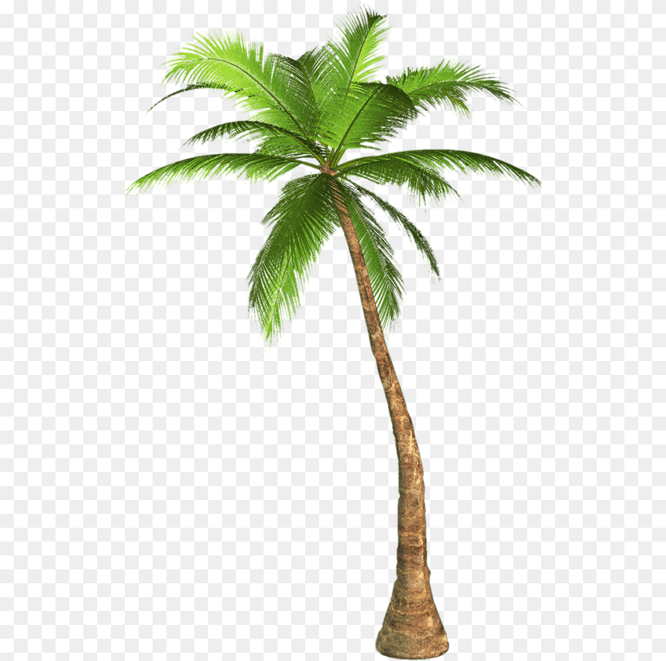 Palm Tree Transparent Background Image Palm Tree With Transparent Background, Palm Tree, Plant, Leaf Free Png