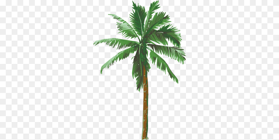 Palm Tree Transparent Background Palm Tree Transparent Background, Palm Tree, Plant Free Png