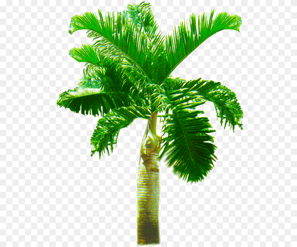 Palm Tree Transparent Background Palm Trees, Leaf, Palm Tree, Plant Png Image
